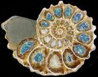 Sliced Ammonite With Inlaid Azurite & Malachite #43809-2